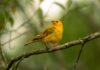 Feathered Concerns: Unraveling 5G Network Disadvantages for Birds 5G Network Disadvantages for Birds